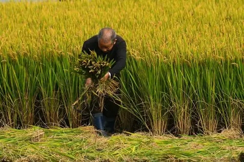 赞美农民的经典诗句文案