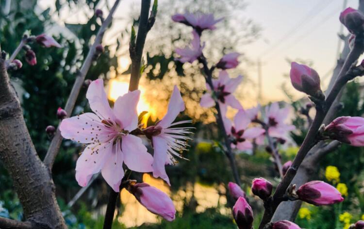 带四月的唯美古诗