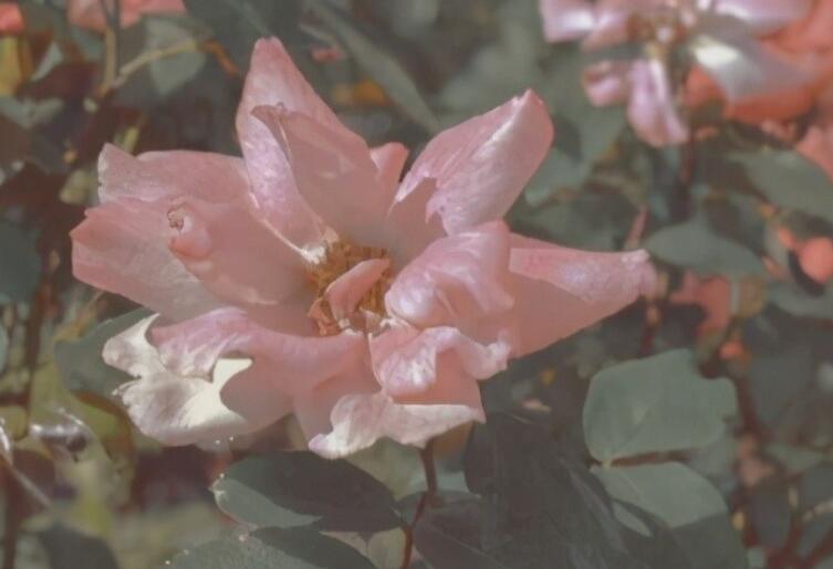 夸男人格局大的句子文案