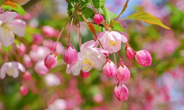 赞美花的优美句子文案