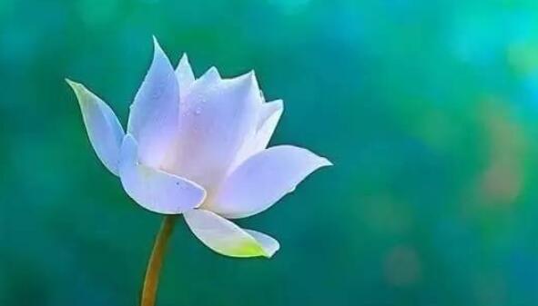 周末早安心语句子文案