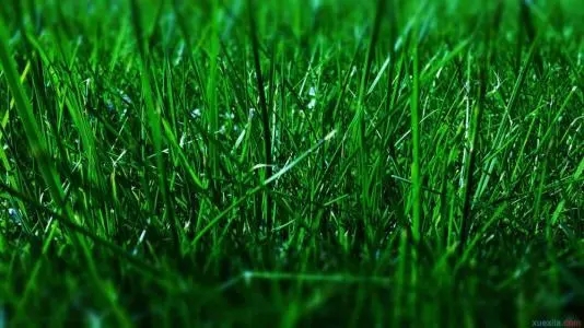 形容草木茂盛的句子文案