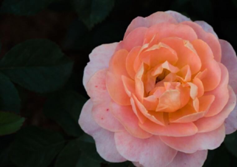 女人看花的心情说说文案