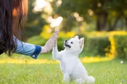 人对宠物情感的句子文案
