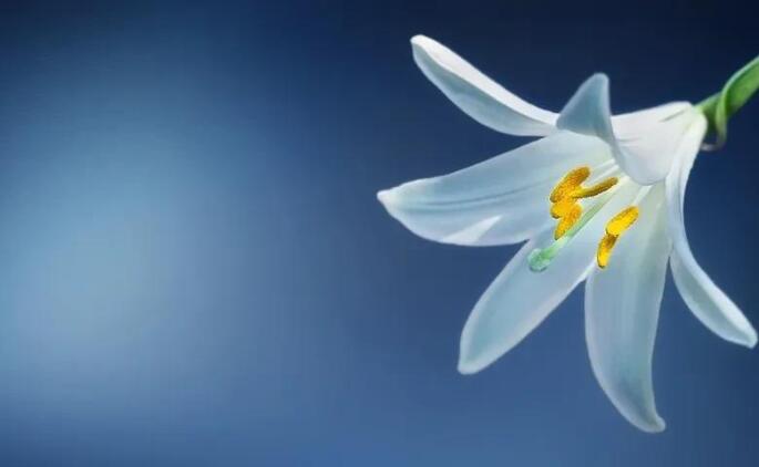 描写百合花的优美句子文案