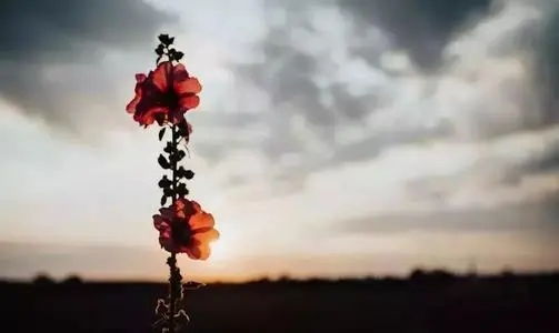 相处不累经典的句子文案