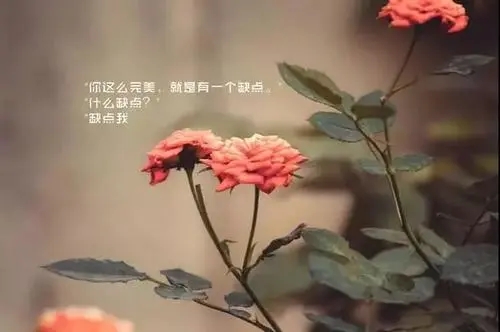 触动心灵的情感语录文案