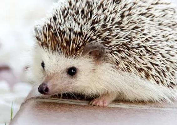 关于萌宠可爱的句子文案