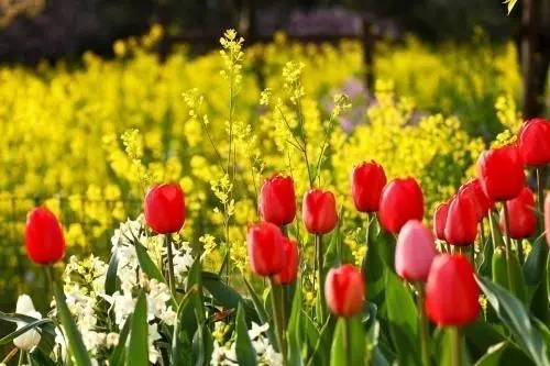 拍照赏花的心情说说文案