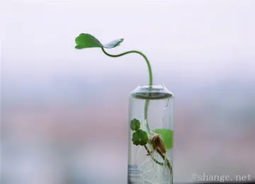 尝试的句子文案