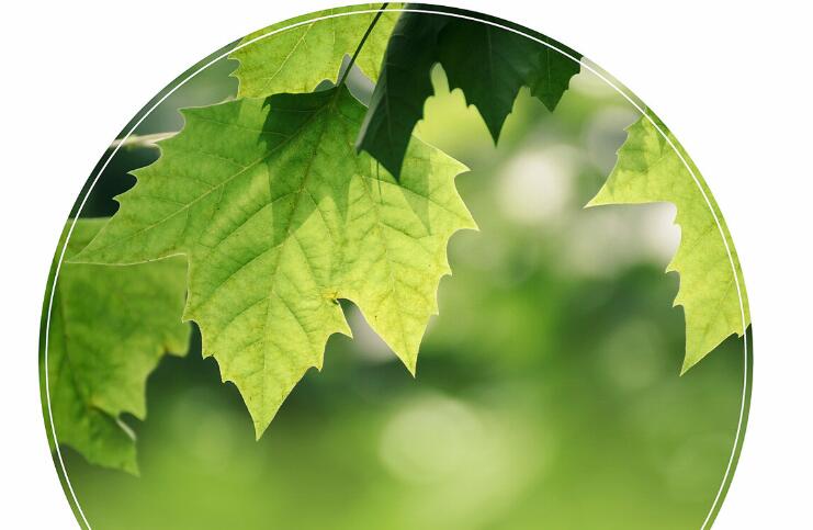 形容春天已过夏天来临的语句文案