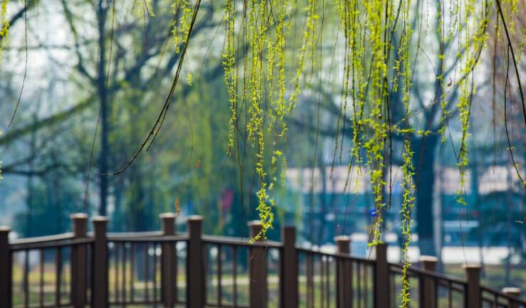 描写植物的摘抄段落