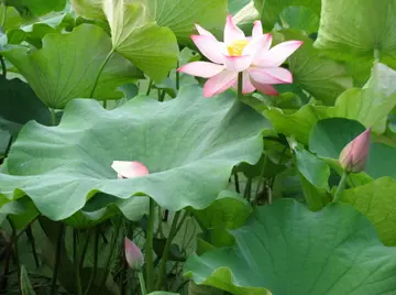 关于六月的诗词