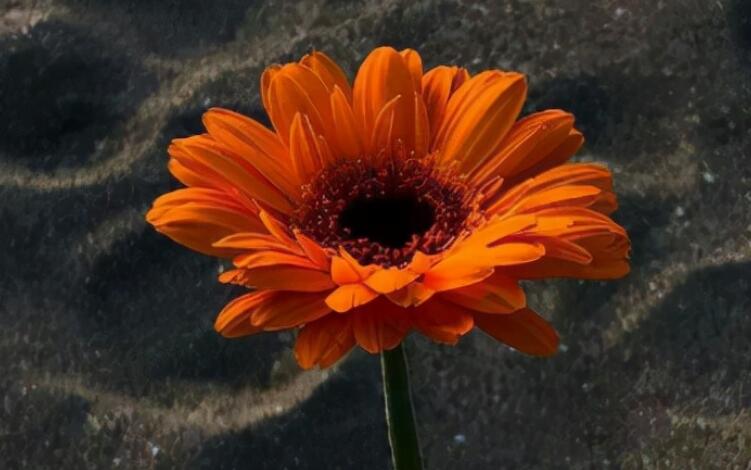 色彩与生活的唯美句子文案