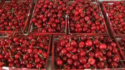 别人送樱桃的暖心语录文案