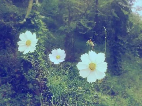 句子文案迷经典语录唯美景色