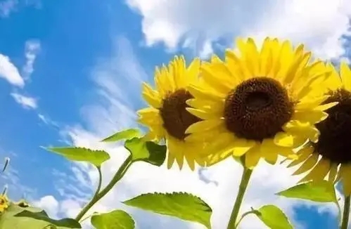 形容天气突然变热的句子文案