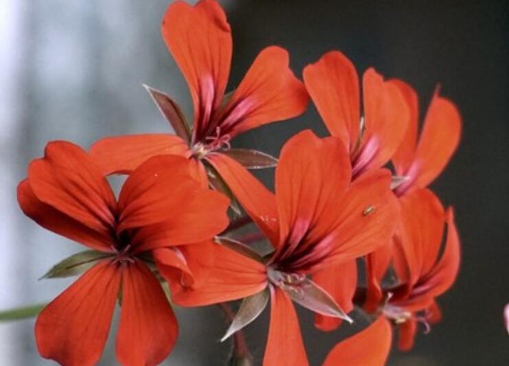 眼泪忍不住掉下来的句子文案