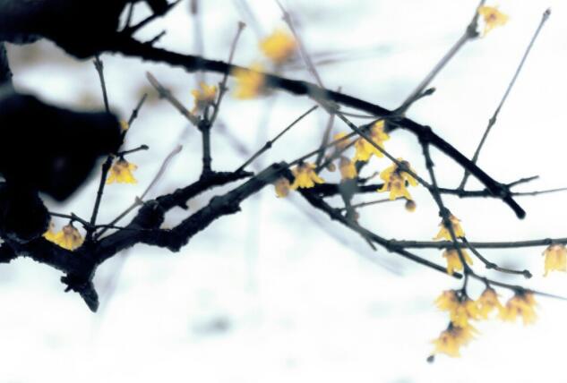 表明对人性失望的诗