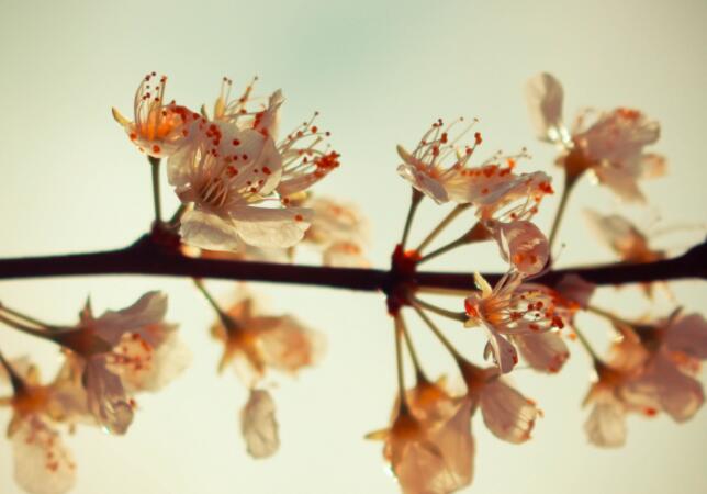 描写感情的古诗词