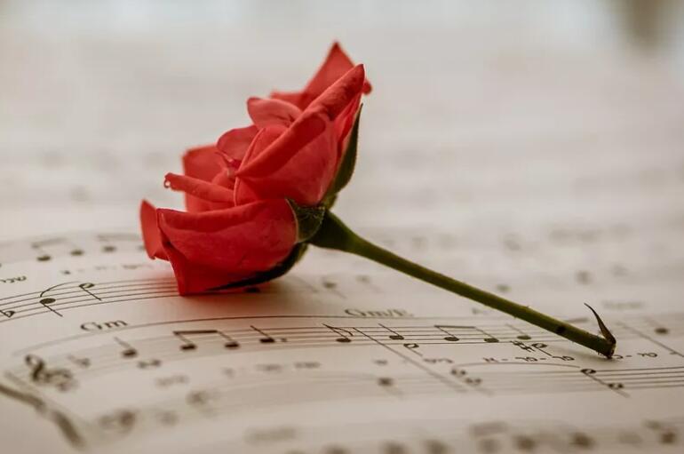 玫瑰诗意句子文案