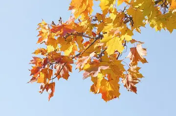 赞美秋天的短语5个字