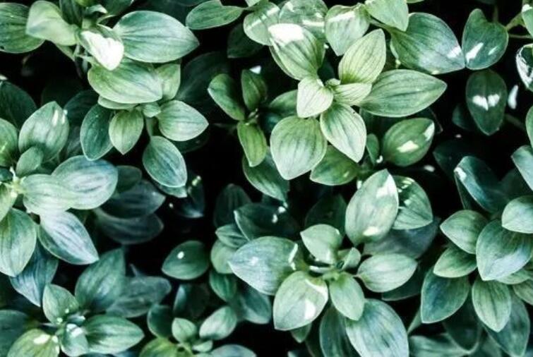 描写夏天景色的好词好句文案摘抄