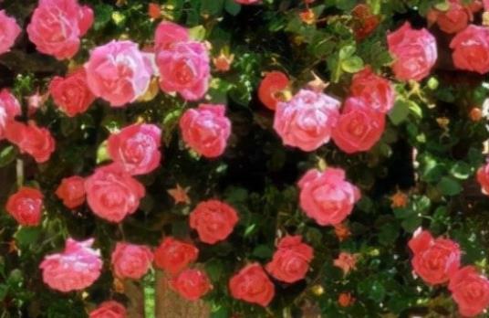 赞美鲜花的句子文案简短