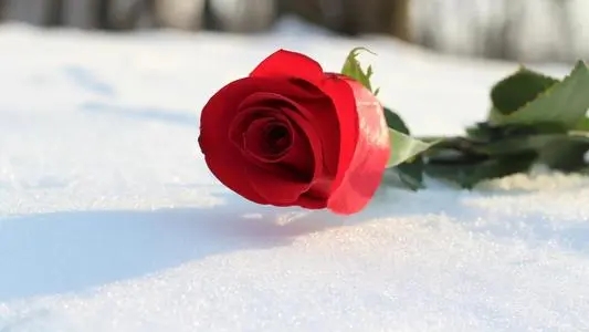 用花来表达爱情句子文案