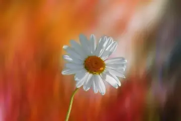 生活再累也要微笑句子文案