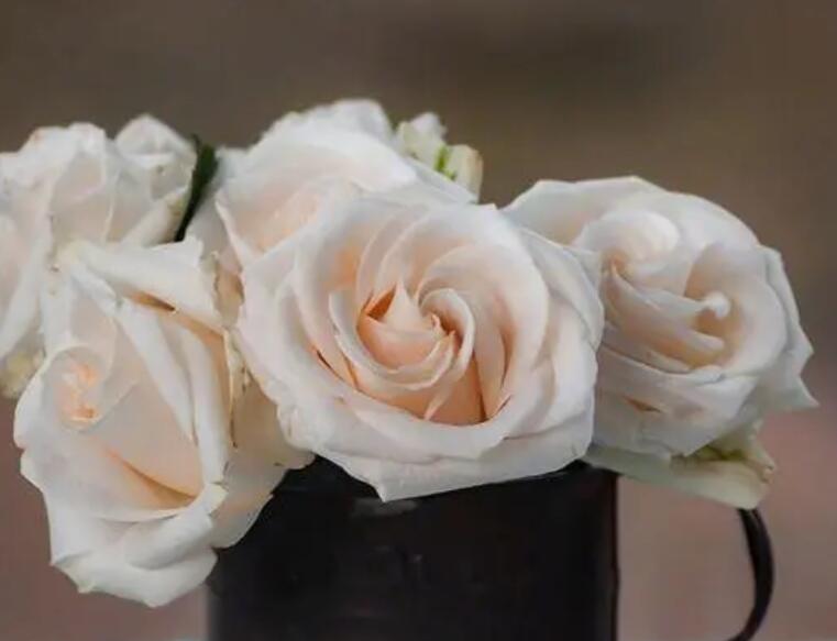 关于拼搏的美文摘抄