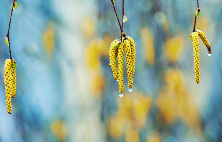 描写春天中午的句子文案