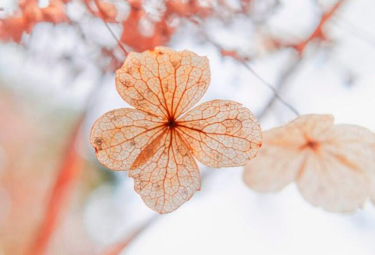 对情人忘不了的句子文案