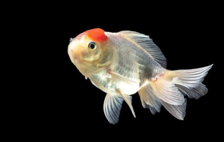 记性差的不如鱼的记忆的说说文案