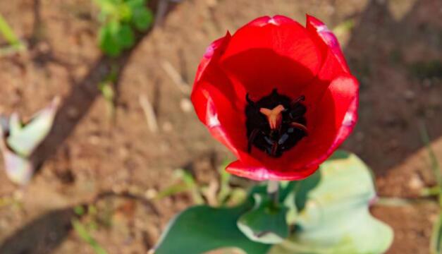 给女朋友的情话文案简短