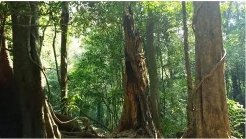 描写大树的优美句子文案