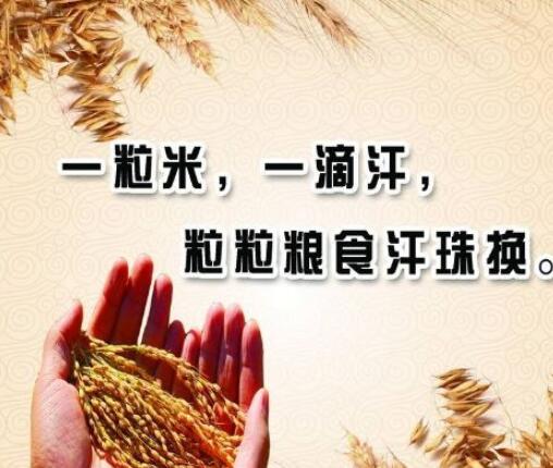 节约粮食的句子文案