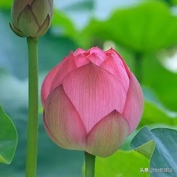 拜佛净化心灵的诗句文案