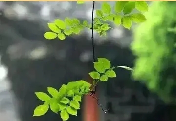 问候好久不见的朋友简短