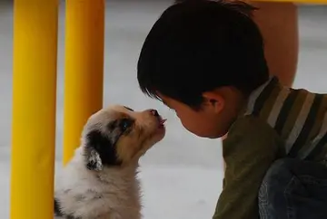 形容狗威武霸气的句子文案