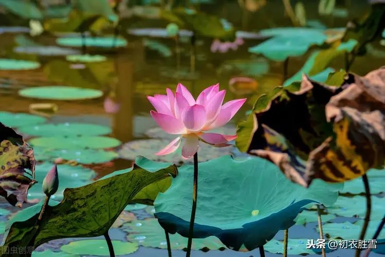 荷花的外貌描写