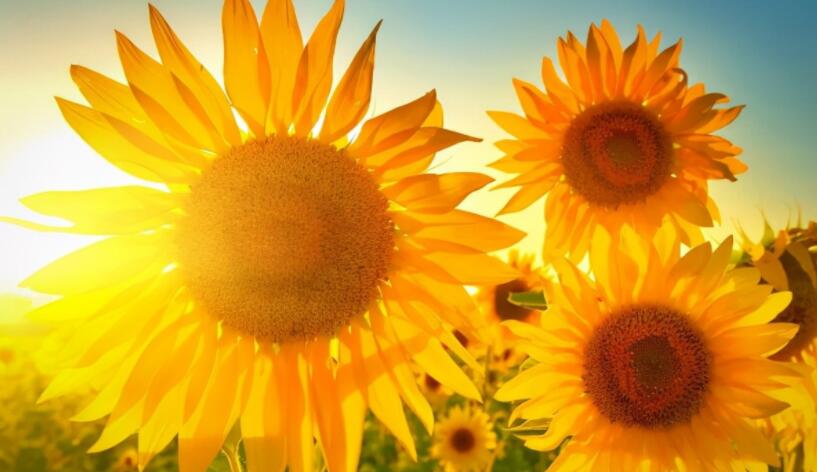 长期坚持一件事的句子文案