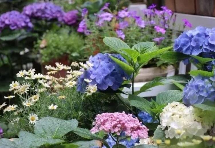 描写花园的优美句子文案