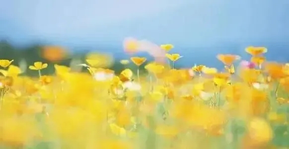 早上美景感悟的句子文案