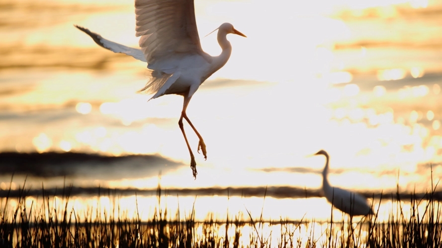 关于白鹭的诗句文案