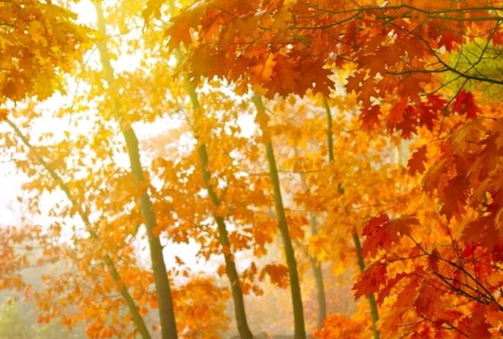 关于秋天的句子文案唯美短句摘抄