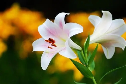 百合花香气四溢的句子文案