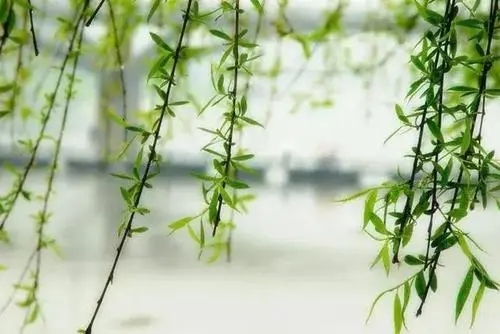 四季流转的唯美诗句文案