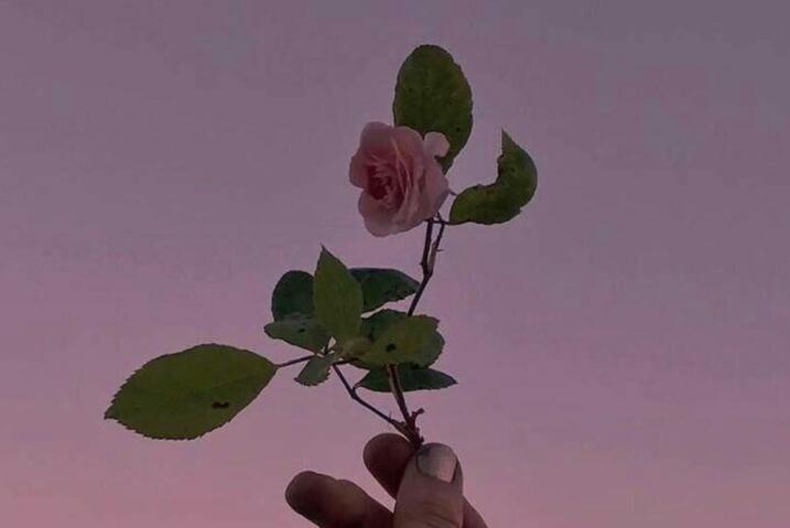 关于花的优美句子文案摘抄