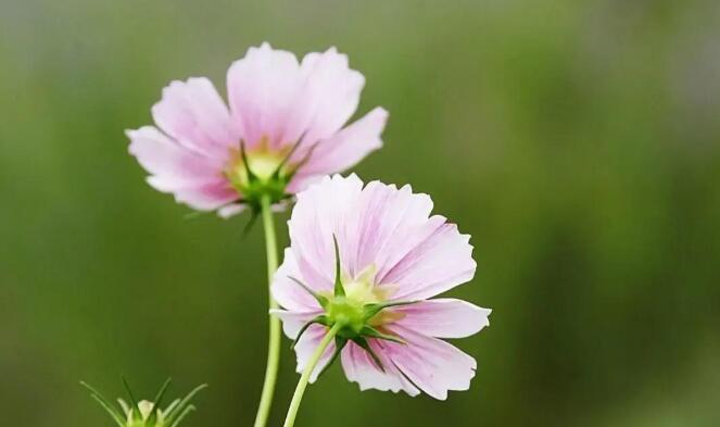 愿你像春天的祝福语